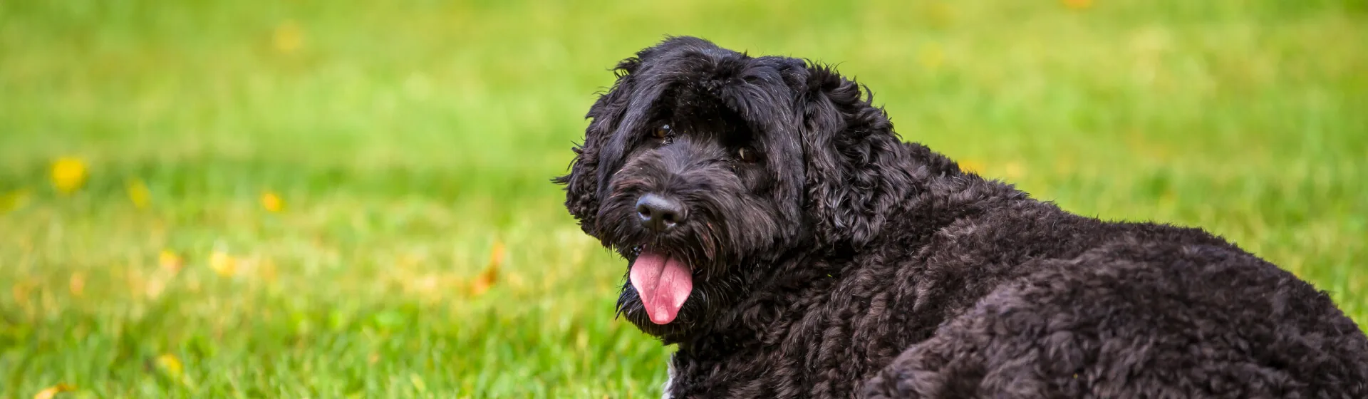 Dog running in a green field