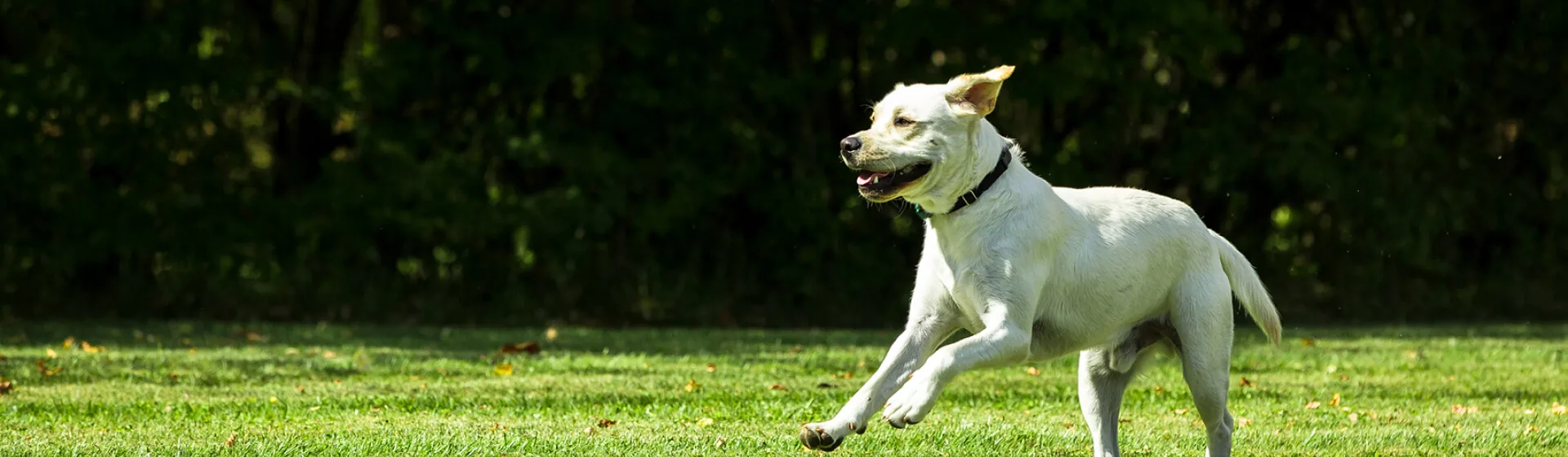 Happy dog running across a green yard