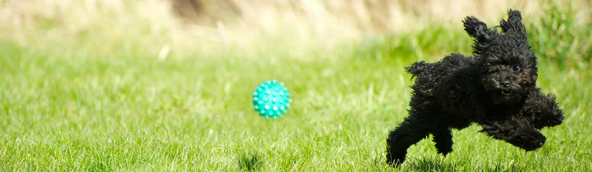 Playful dog in a yard during GentleSteps training