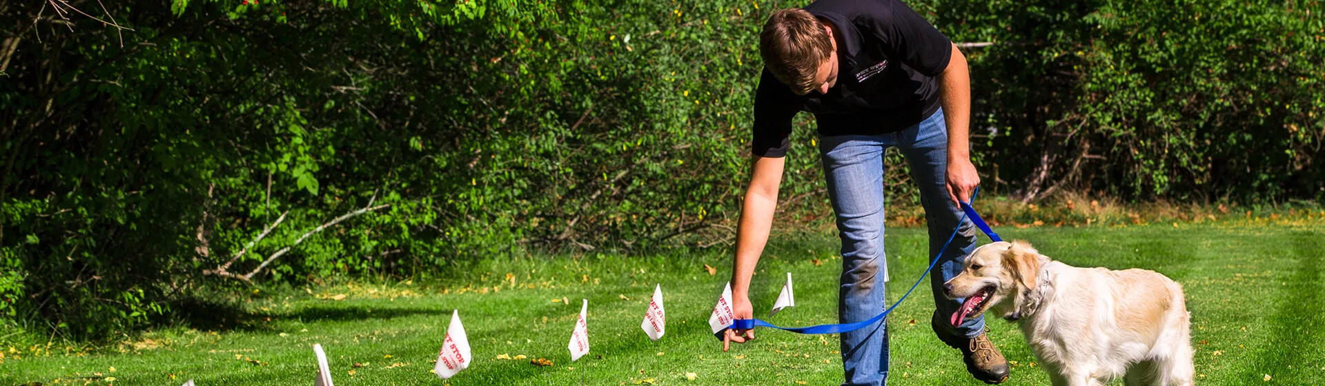 Dog training with white boundary flags in a yard