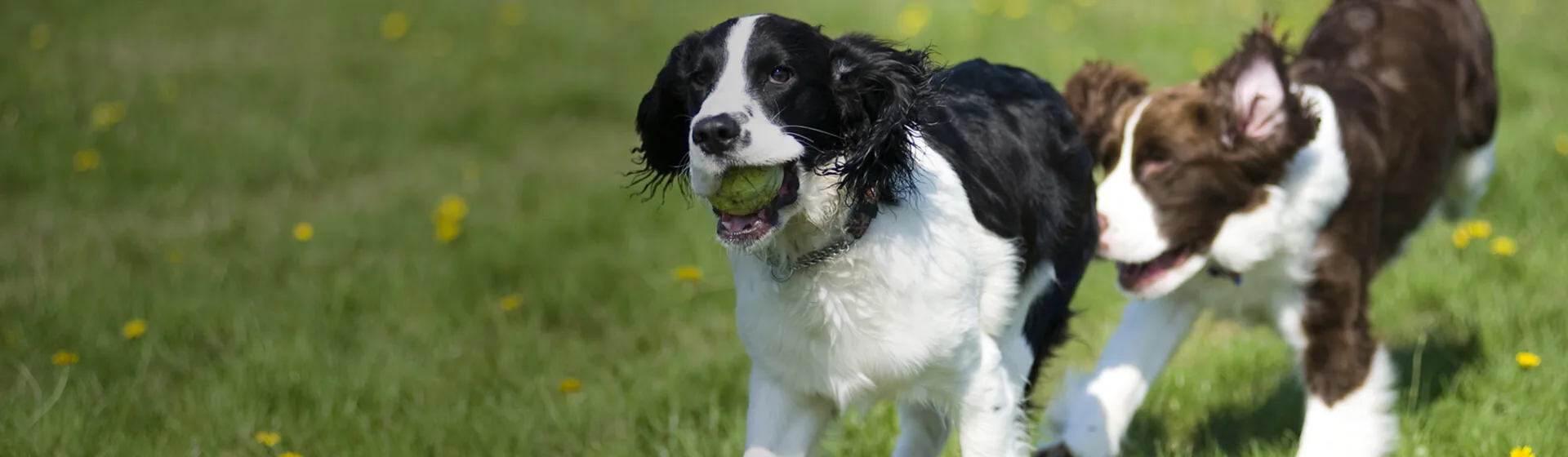 Dogs playing safely in a fenced yard